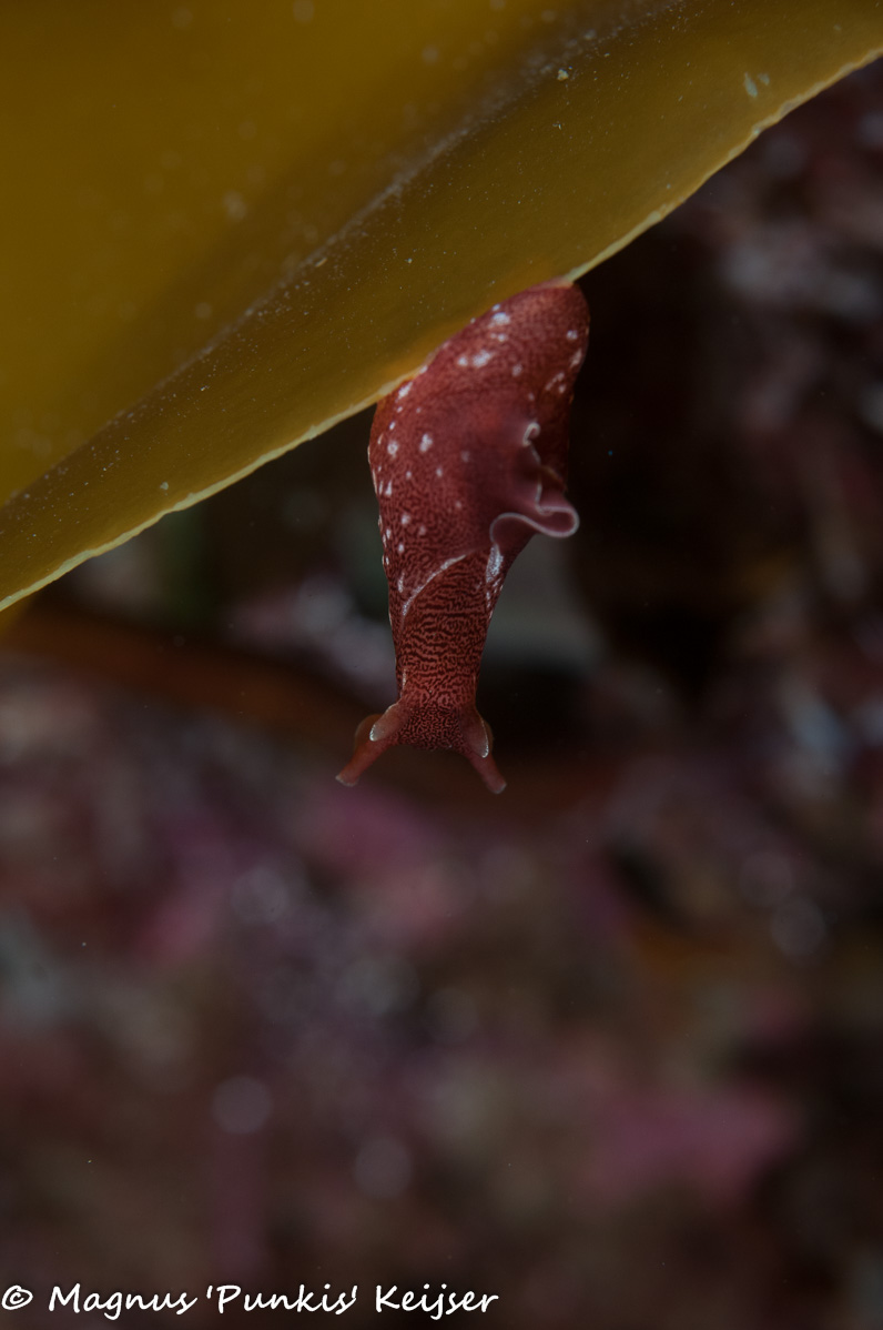 20 april 2019